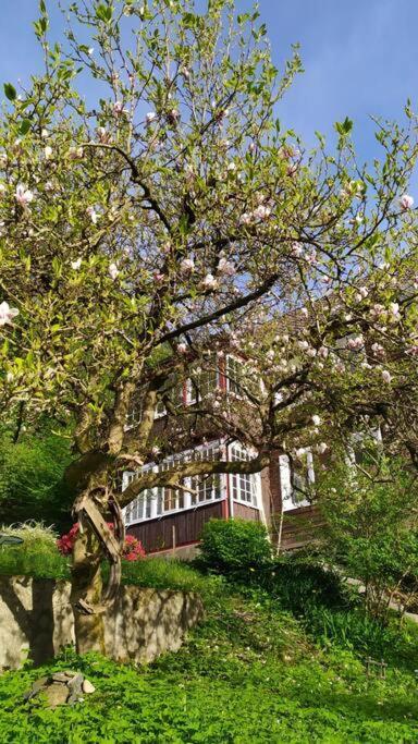 Walkenried Haus Am Wald Zorge 16+ Gaeste מראה חיצוני תמונה